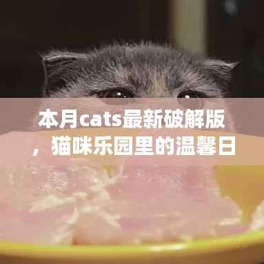 本月Cats破解版,猫咪乐园的温馨日常故事