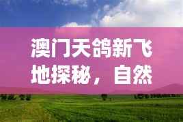 澳门天鸽新飞地探秘,自然美景的心灵之旅(最新消息)