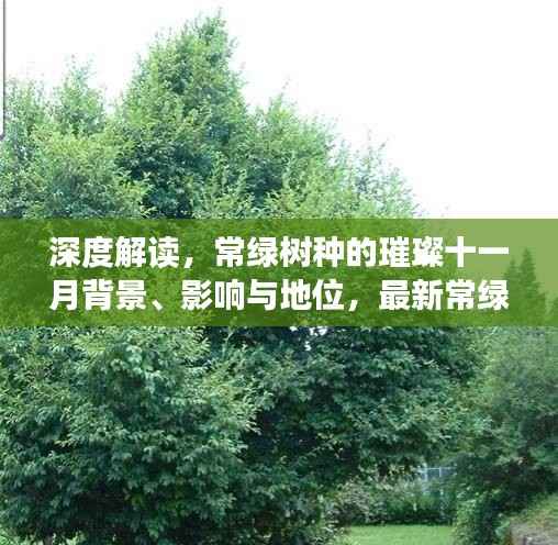 深度解读,常绿树种的璀璨十一月背景、影响与地位,最新常绿树种盘点