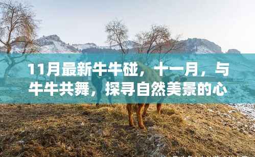 十一月与牛牛共舞,探寻自然美景的心灵之旅