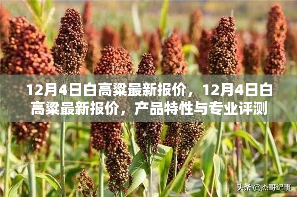 12月4日白高粱最新报价及特性评测一览