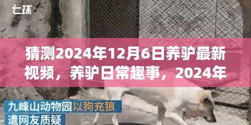养驴新篇章,日常趣事与温馨陪伴的友谊纽带,预测与展望2024年12月6日