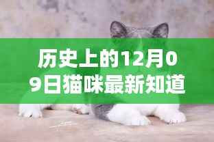 揭秘猫咪历史时光,十二月九日值得纪念的瞬间回顾