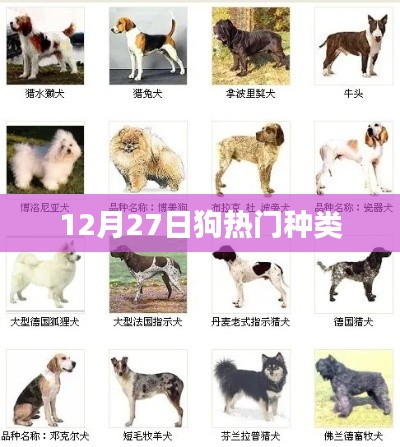 12月27日热门犬种大盘点