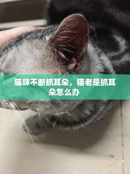 猫咪不断抓耳朵,猫老是抓耳朵怎么办