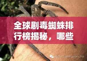 全球剧毒蜘蛛排行榜揭秘,哪些蜘蛛位列其中?