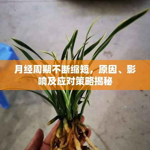 月经周期不断缩短,原因、影响及应对策略揭秘