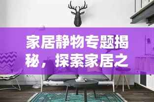 家居静物专题揭秘,探索家居之美的独特魅力