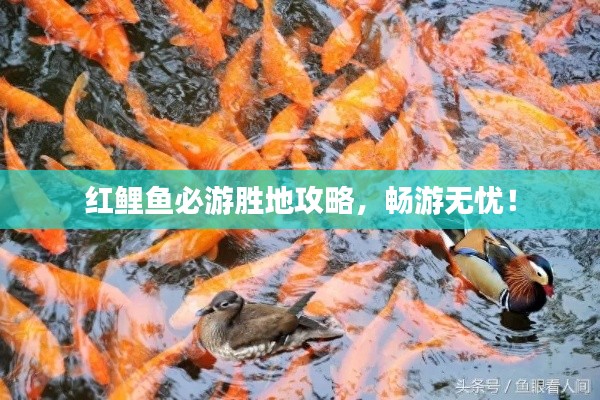 红鲤鱼必游胜地攻略，畅游无忧！