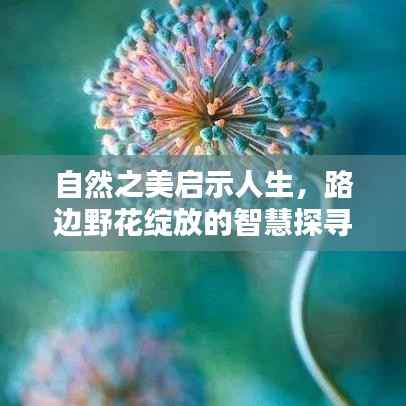 自然之美启示人生,路边野花绽放的智慧探寻