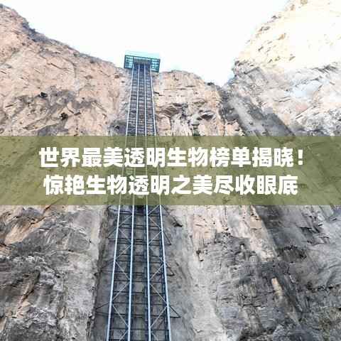 世界最美透明生物榜单揭晓!惊艳生物透明之美尽收眼底