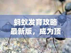 蚂蚁发育攻略最新版,成为顶尖蚂蚁领袖之路