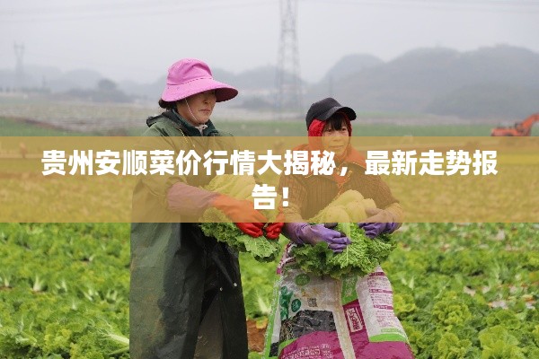 贵州安顺菜价行情大揭秘,最新走势报告!