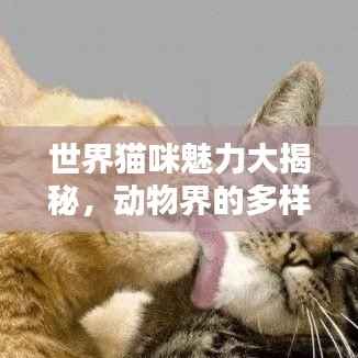 世界猫咪魅力大揭秘,动物界的多样性排名与独特魅力探索