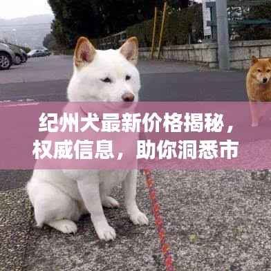 纪州犬最新价格揭秘，权威信息，助你洞悉市场动态！